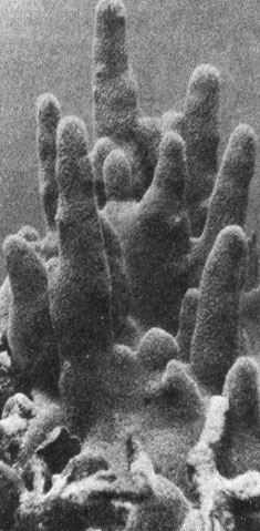 Рис. 18. Столбчатый коралл Dendrogyra cylindrus