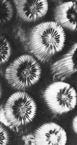Рис. 20. Полипы глазчатого коралла (Montastrea cavernosa) и коралла-гриба (Mycetophyllia lamarkiana)