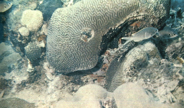 Рис. 21. Мозговидный коралл Diploria strigosa пористый коралл Porites astreoides (внизу)