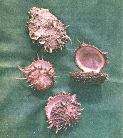 Рис. 23. Раковины моллюсков. Снимок слева: вверху - Xancus angulatus, Charonia variegata; внизу - Livona picta, Fasciolaria tulipa. Снимок справа: Spondylus americanus из бухты Мариель