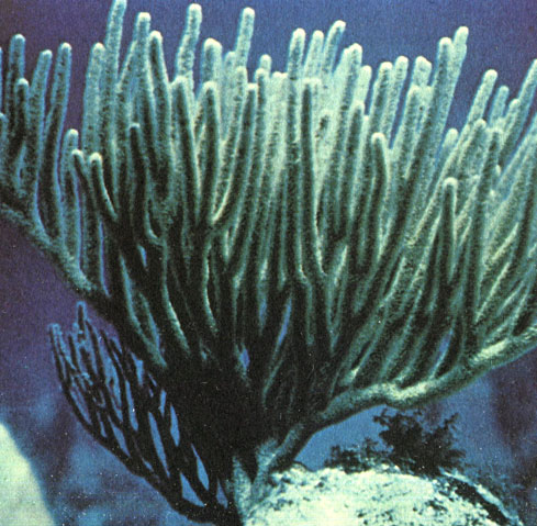 Рис. 25. Горгонарии 'морской веер' и Pseudoplexaura flagellosa