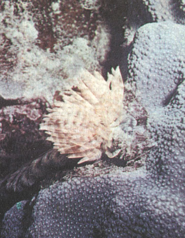 Рис. 28. Трубчатая полихета из семейства Serpulidae словно белый цветок на фоне глазчатого коралла