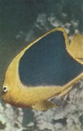 Рис. 34. Каталинета (Holocanthus tricolor) - одна из красивейших рыб кораллового рифа