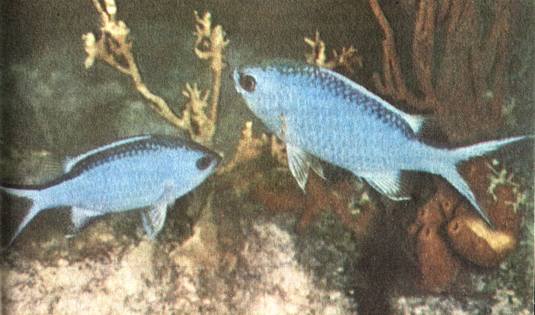 Рис. 41. Рыбы-ласточки (Chromis cyaneus) подолгу 'висят' на одном месте, напоминая колибри