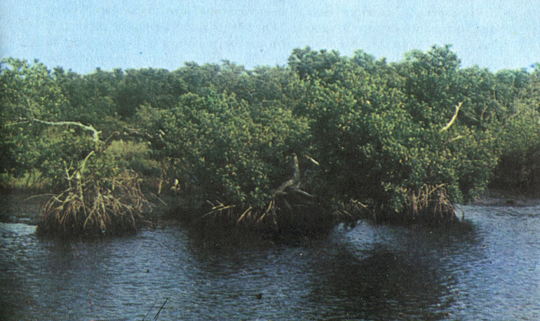 Рис. 44. Низменные побережья Кубы покрыты зарослями мангров