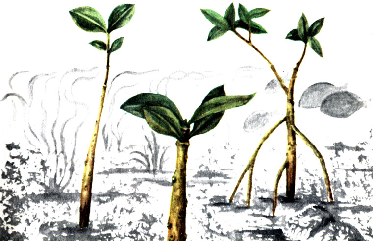 Рис. 45. Молодые мангровые деревца