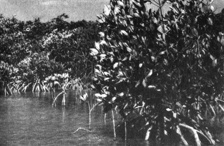 Рис. 46. Красные мангры (Rhizophora mangle) снабжены мощными ветвистыми воздушными корнями