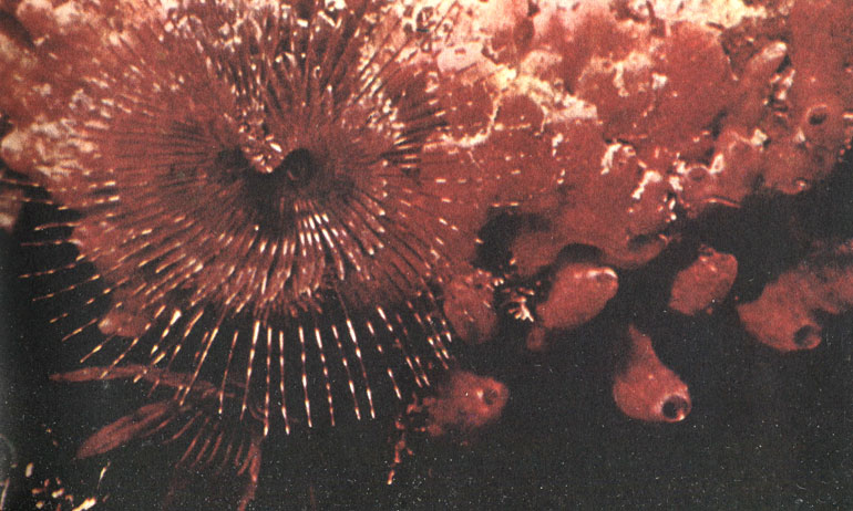 Рис. 47. Трубчатая полихета (семейство Serpulidae) с венчиком щупалец на фоне губки