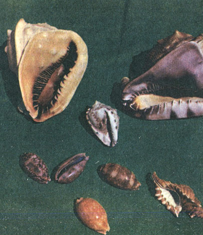 Рис. 48. Раковины моллюсков. Снимок слева: в правом ряду - Strombus gigas (два экземпляра); в левом ряду - Strombus raninus, Strombus costatus, Strombus pugilis. Правый снимок: вверху - Cassis madagascariensis, Cassis flammea, Cassis tuberosa; внизу - Cypraea zebra, Cypraea cervus, Cymatium femorale