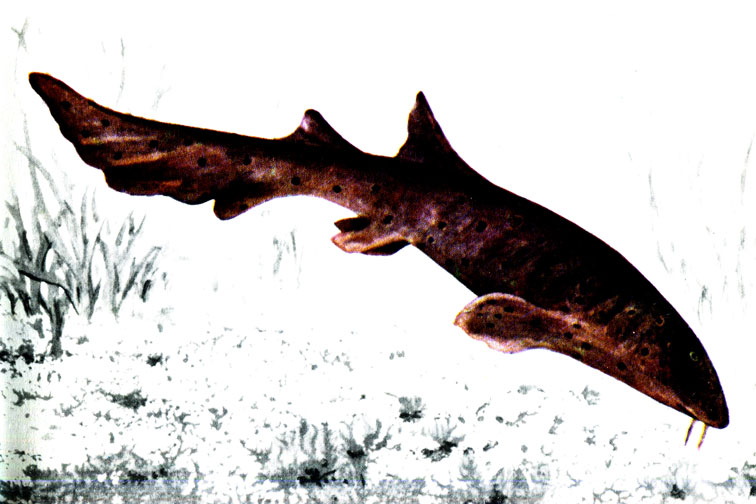 Рис. 49. На мелководье иногда можно встретить малоподвижную акулу-кошку (Ginglymostoma cirratum)