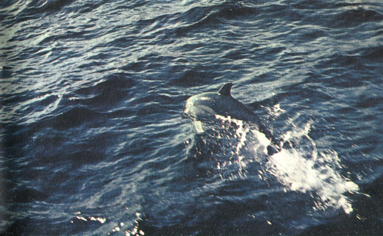 Рис. 51. Мексиканский залив. Дельфин