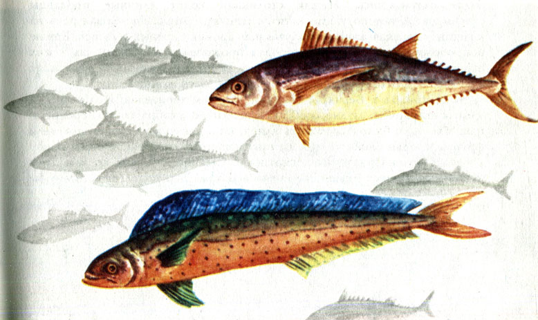 Рис. 55. Корифена (Coryphaena hippurns) и тунцы (вверху)