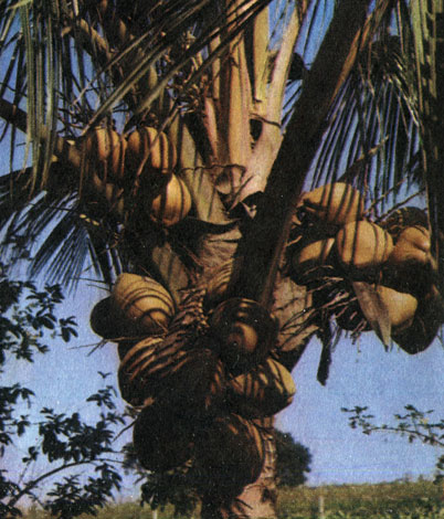 Рис. 60. Кокосовая пальма с плодами