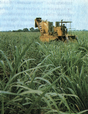 Рис. 62. Уборка сахарного тростника