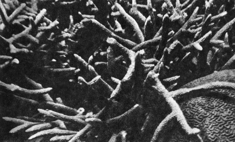 Рис. 63. Оленерогие кораллы образуют настоящие поля. Справа - мозговидный коралл