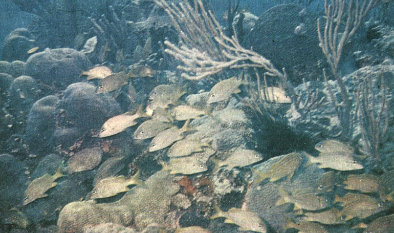 Рис. 64. В зоне сильных волнений развиваются массивные формы кораллов. На переднем плане - стайка ронко-конденадо