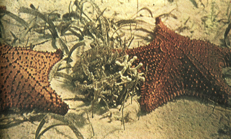 Рис. 69. Морские звезды (Oreaster reticulata)