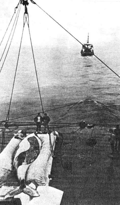 Рис. 1. Прибытие Гиги в океанариум 'Си уорлд'. Фото U. S. Navy