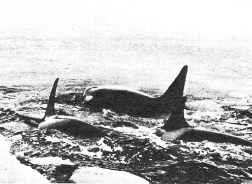 Рис. 4. Стая косаток в Арктике - главных врагов серых китов. Фото U. S. Navy