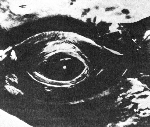 Рис. 5. Глаз серого кита. Фото U. S. Navy
