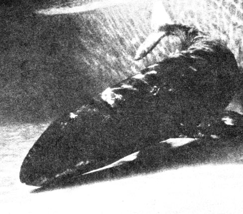 Рис. 23. Кит подбирает со дна бассейна кальмаров. Фото Sea World