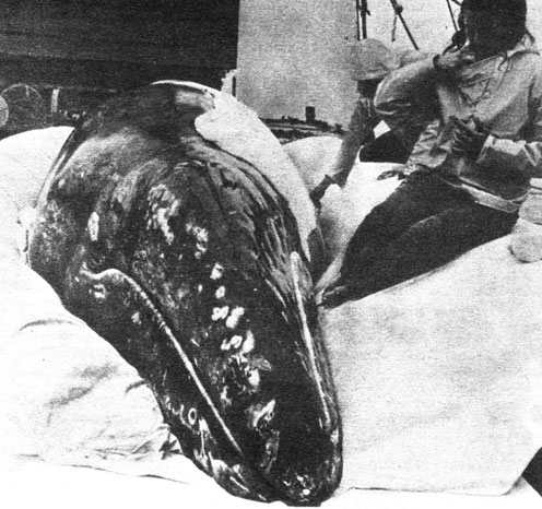 Рис. 31. Сью прощается с Гиги. Фото U. S. Navy